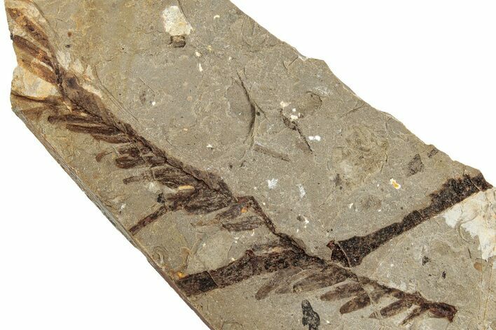 Fossil Leaf (Metasequoia) - McAbee, BC #226110